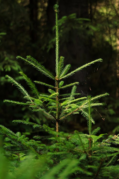垂直ショット, 夏, 常緑樹の無料の写真素材
