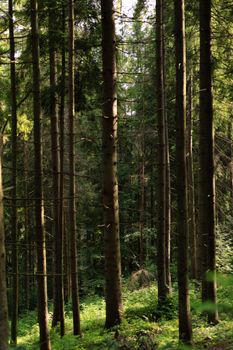 Tall coniferous trees bathed in summer light create a serene forest atmosphere.