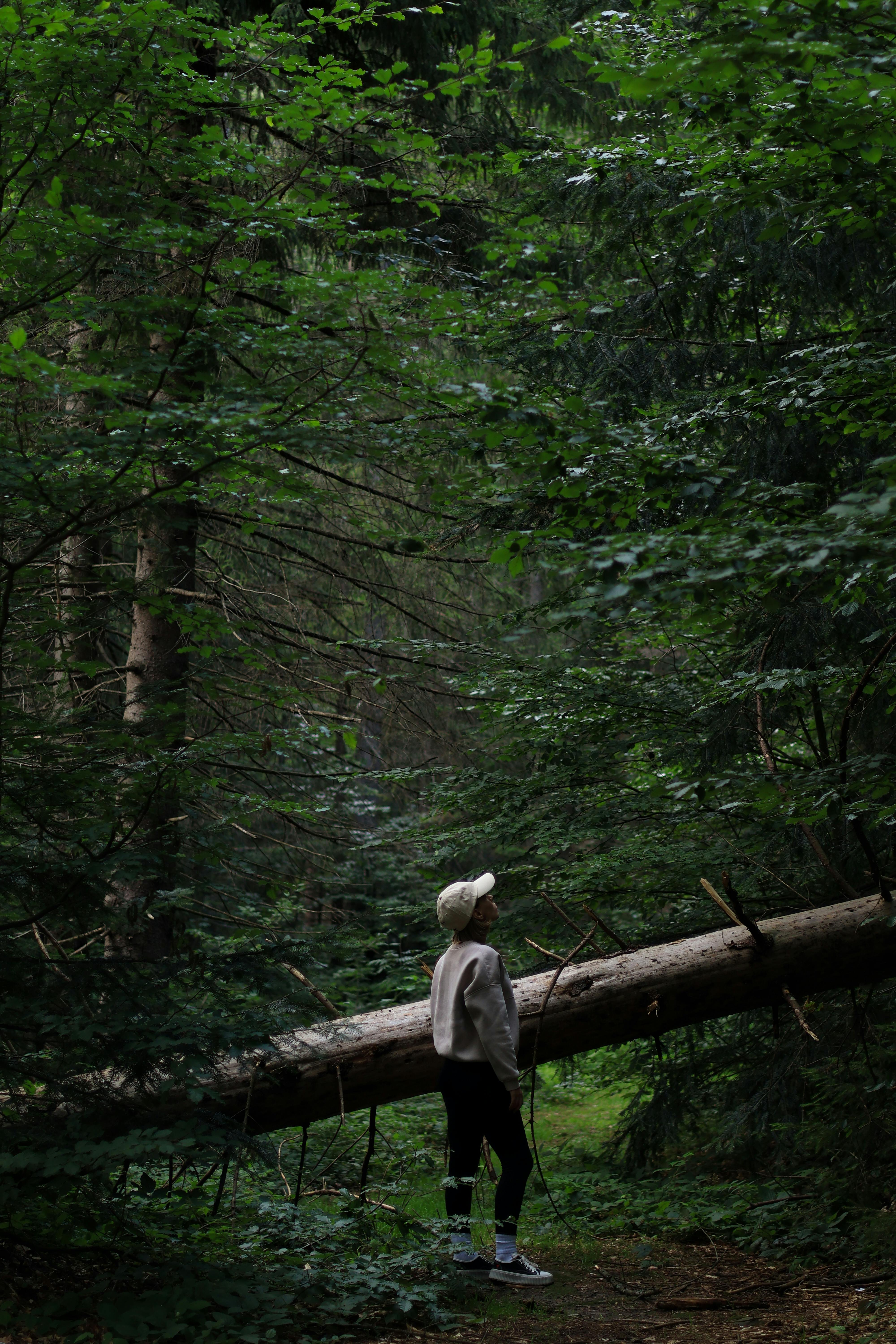 Forest Therapy: The Mindfulness of Forest Bathing