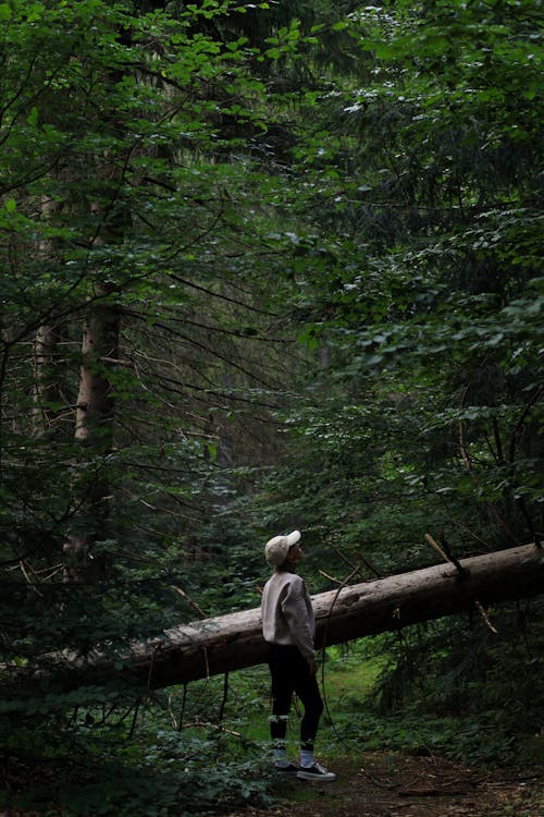 Fotos de stock gratuitas de árbol muerto, baño de bosque, caminante