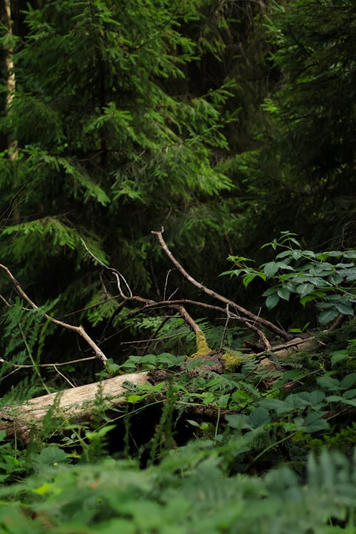 Immagine gratuita di albero morto, conifero, estate