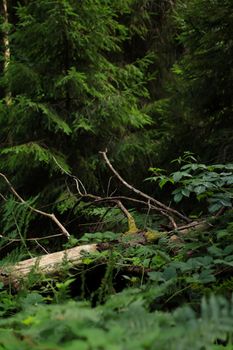 A serene forest view with dense green foliage and a fallen tree trunk highlighting natural beauty.