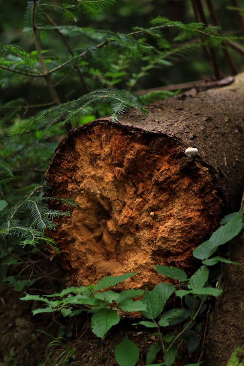 垂直ショット, 夏, 木の幹の無料の写真素材
