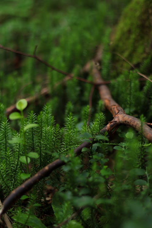 Fotos de stock gratuitas de bosque, crecimiento, plantas