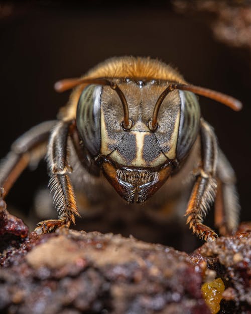 Ilmainen kuvapankkikuva tunnisteilla ampiainen, eläin, hyönteinen