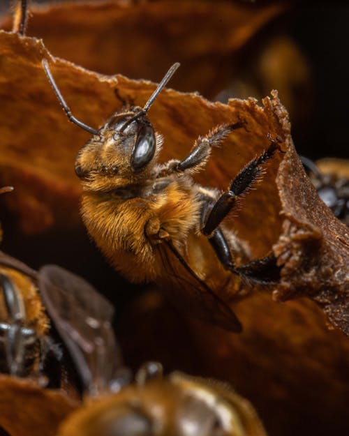 Close-up of an Insect 