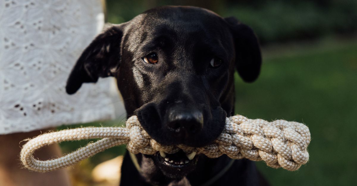 Best Dog Presents Best dog presents: black dog holding a rope tug toy in its mouth outdoors