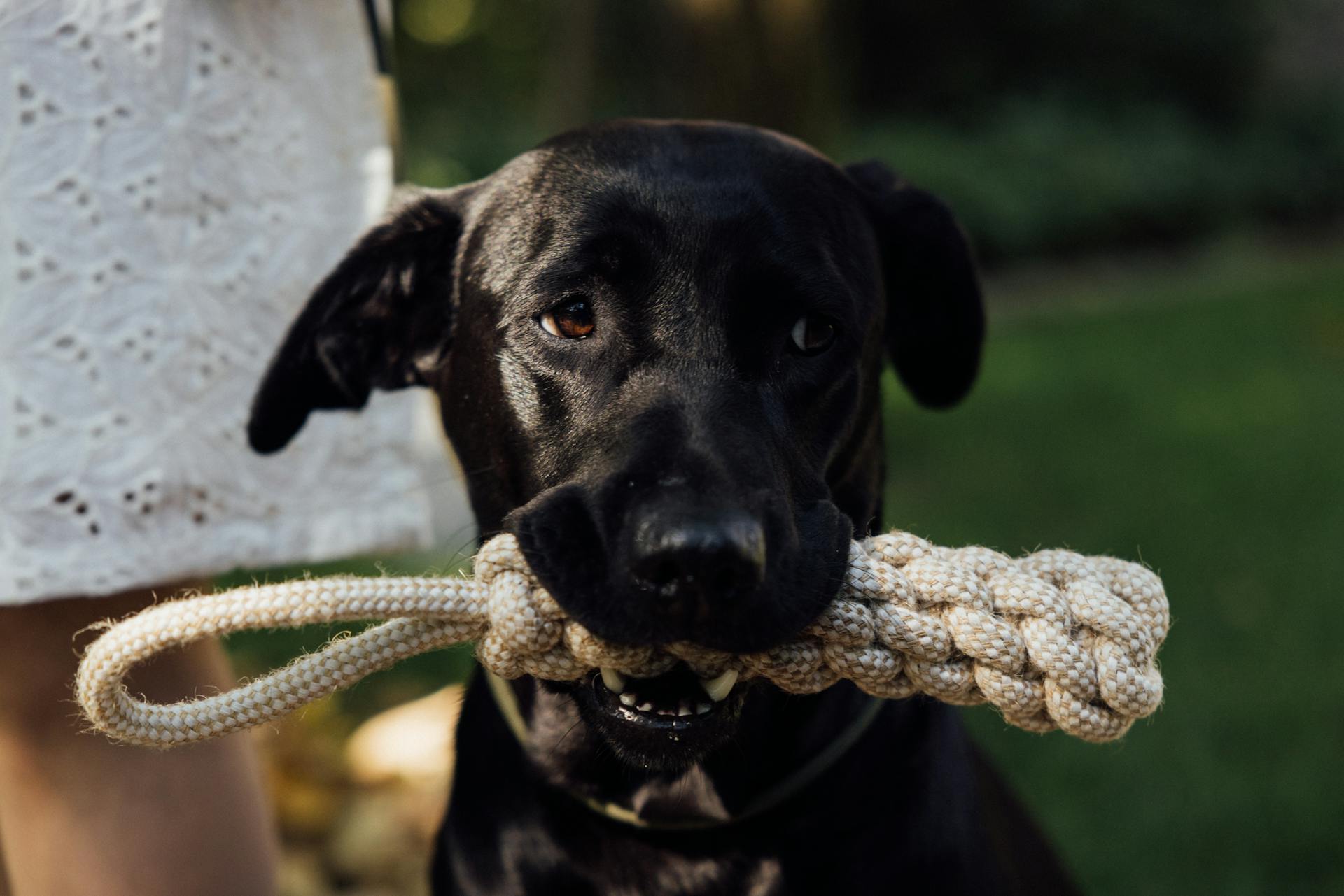 Dog Holding a Rope in its Mouth