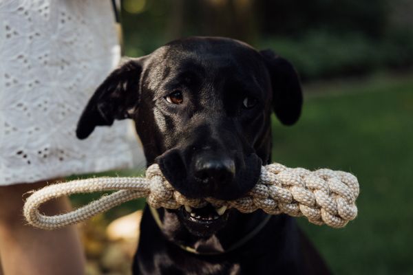 A dog chewing a rope toy outdoors