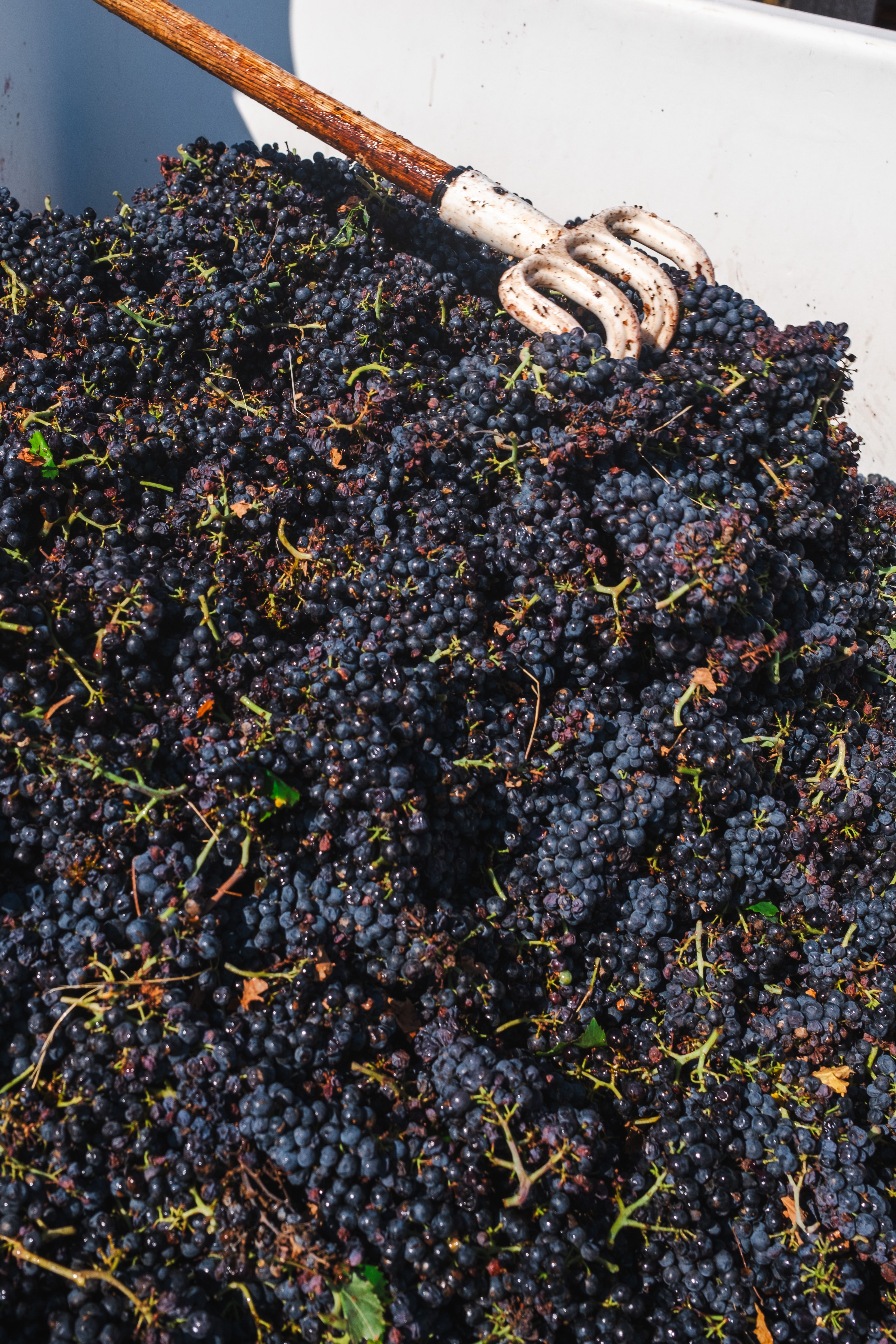 Les vendanges en Pic Saint-Loup : vivre lexpérience en 2026 