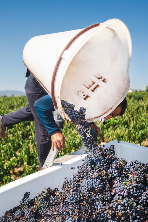 Man Pouring Ripe Black Grapes from a White Bucket