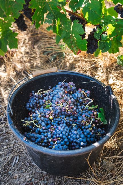 A bucket full of freshly harvested grapes in a sunny vineyard.