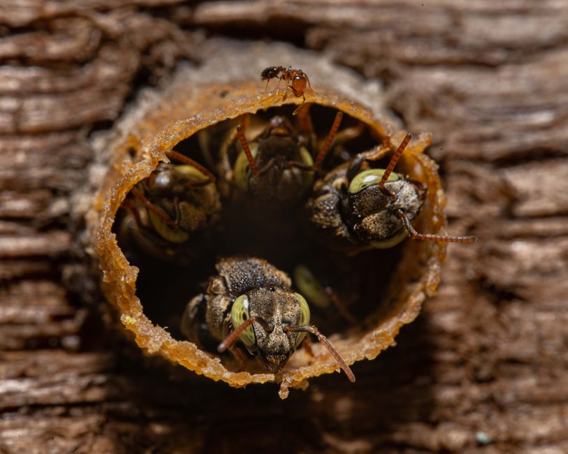 Descupinização Chapecó: Identifique e Trate Infestações