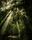 amazon forest