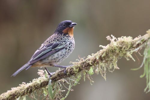 Rufous Throated Tanager Perching on a Branch 