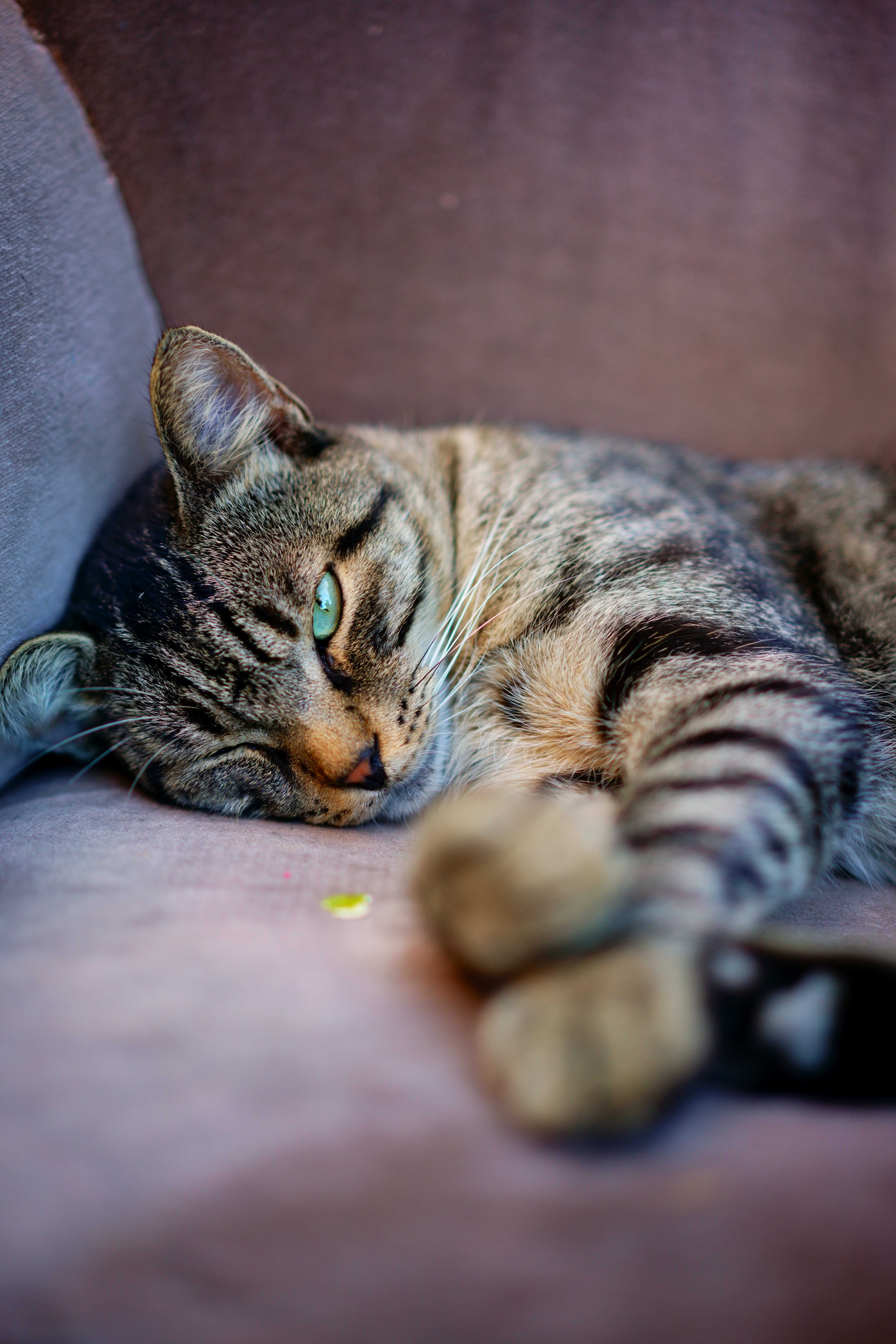 Fotomural Primer plano de un gato atigrado descansando cómodamente en un sofá suave con una expresión dulce.