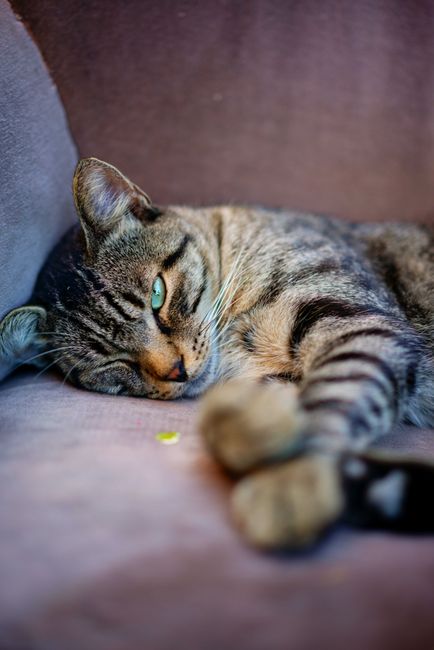 Fotomural Primer plano de un gato atigrado descansando cómodamente en un sofá suave con una expresión dulce.