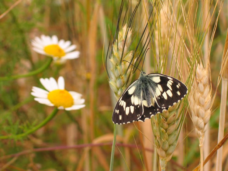 Close-up Of A Moth On An Ear Of Grain 