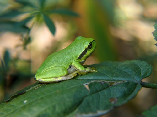 European Tree Frog on a Leaf 