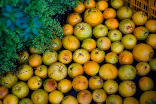 Безкоштовне стокове фото на тему «апельсин»