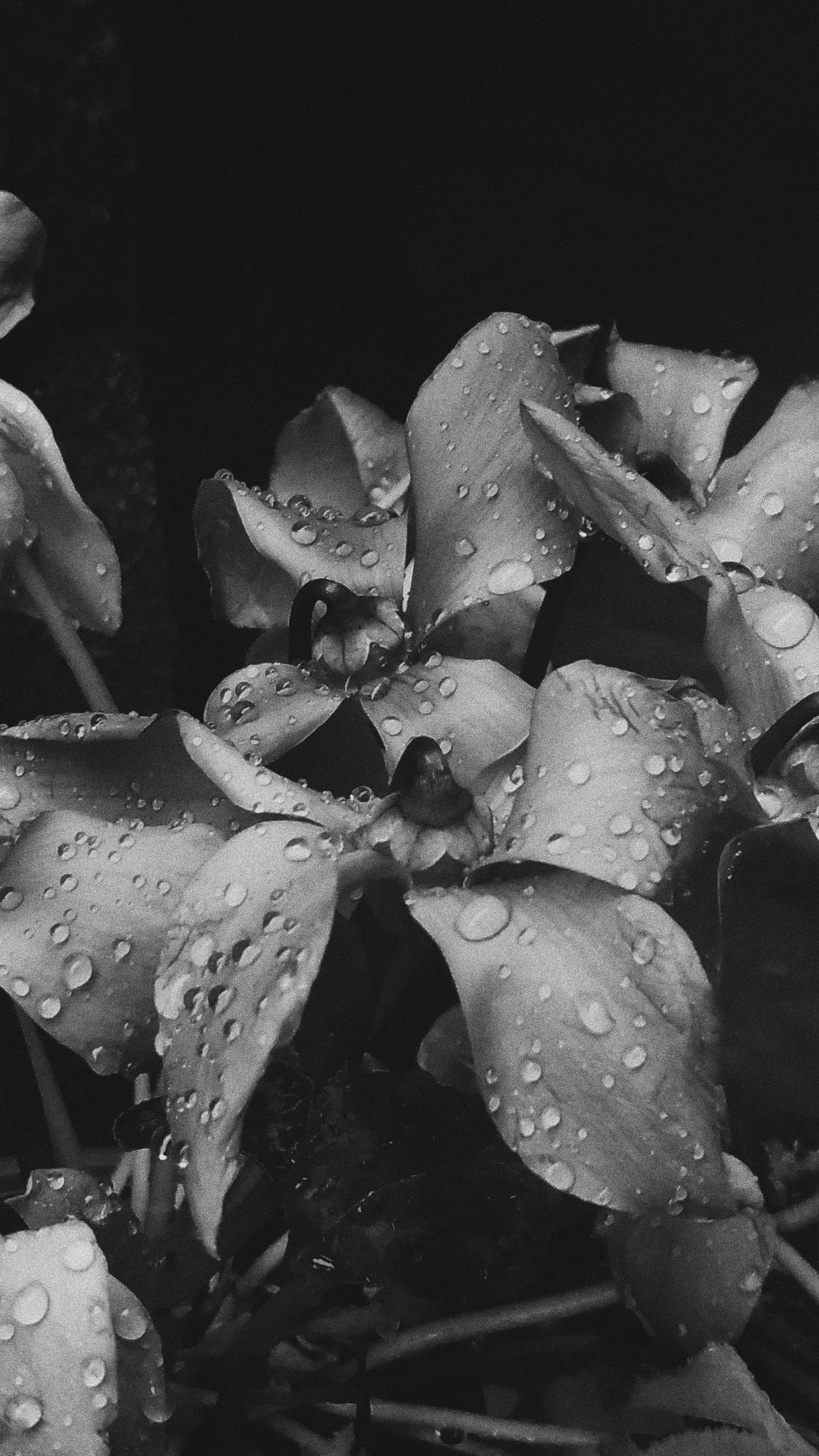 Free stock photo of black and white, flower, rain drops