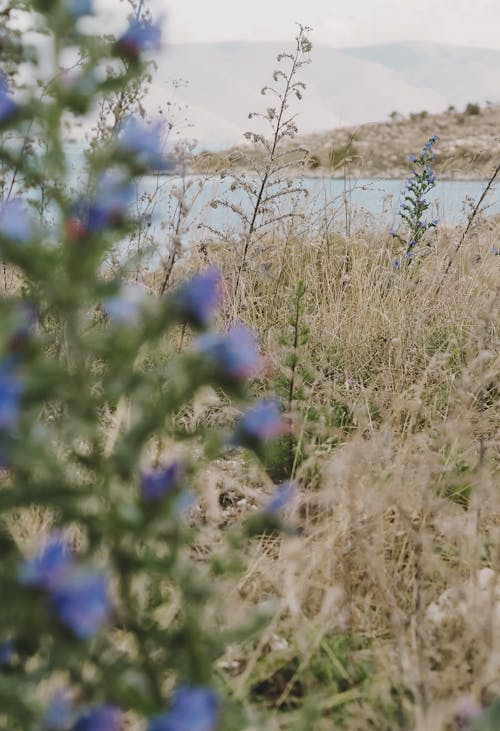 Fotos de stock gratuitas de de cerca, flores, flores silvestres