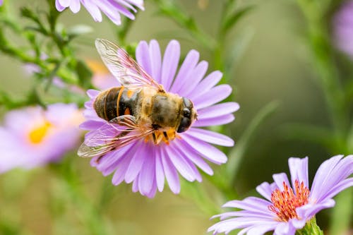 Foto profissional grátis de abelha, asas, fechar-se