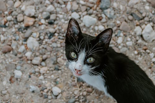 Foto stok gratis anak kucing, fotografi binatang, hewan peliharaan