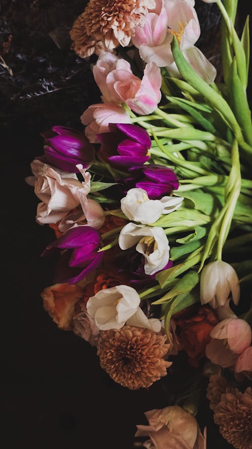 꽃, 꽃잎, 다채로운의 무료 스톡 사진
