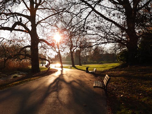 Gratis stockfoto met banken, bomen, dageraad