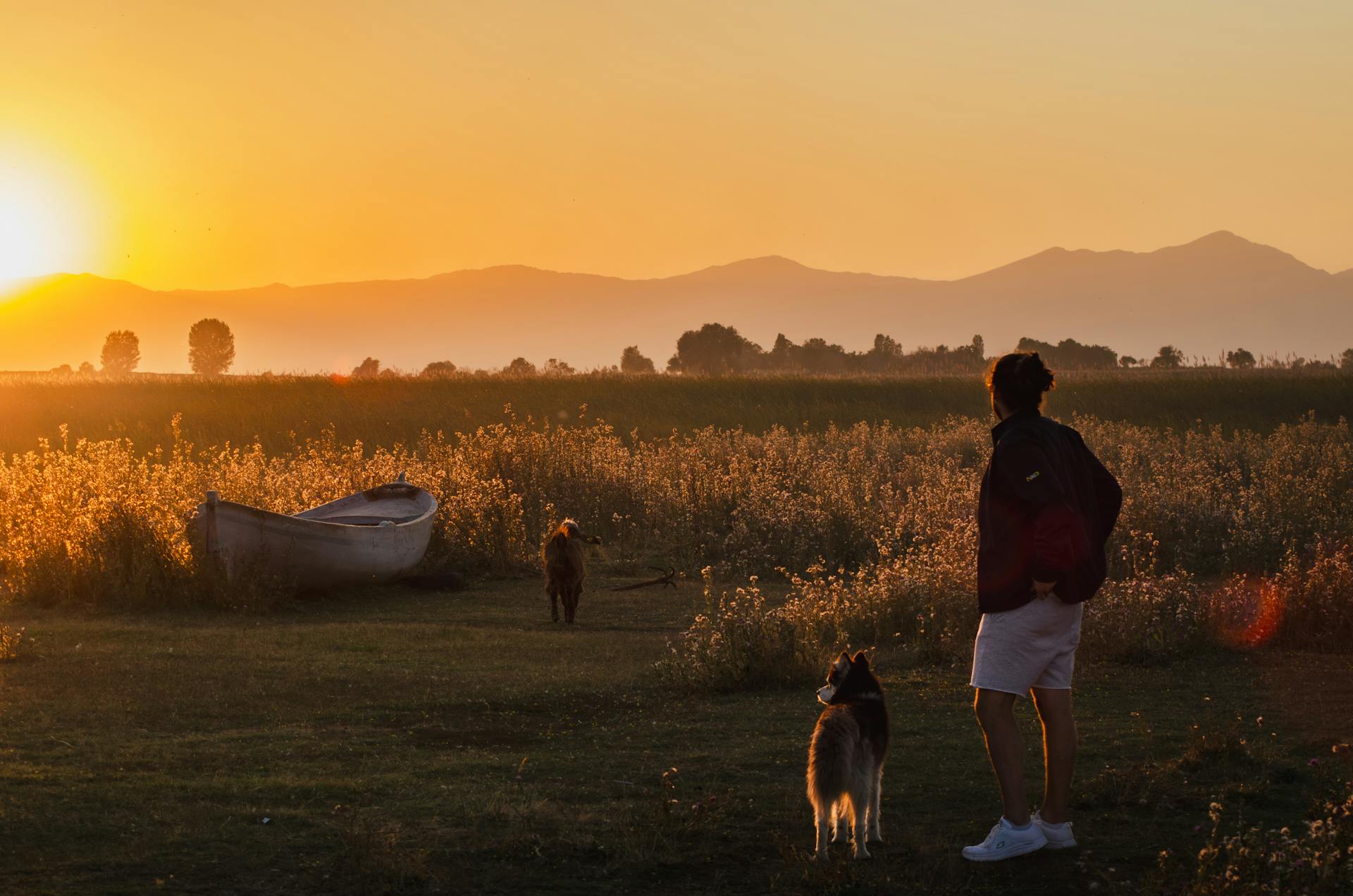 A Man Walking His Dogs on a Meadow with View of Mountains in Distance at Sunset