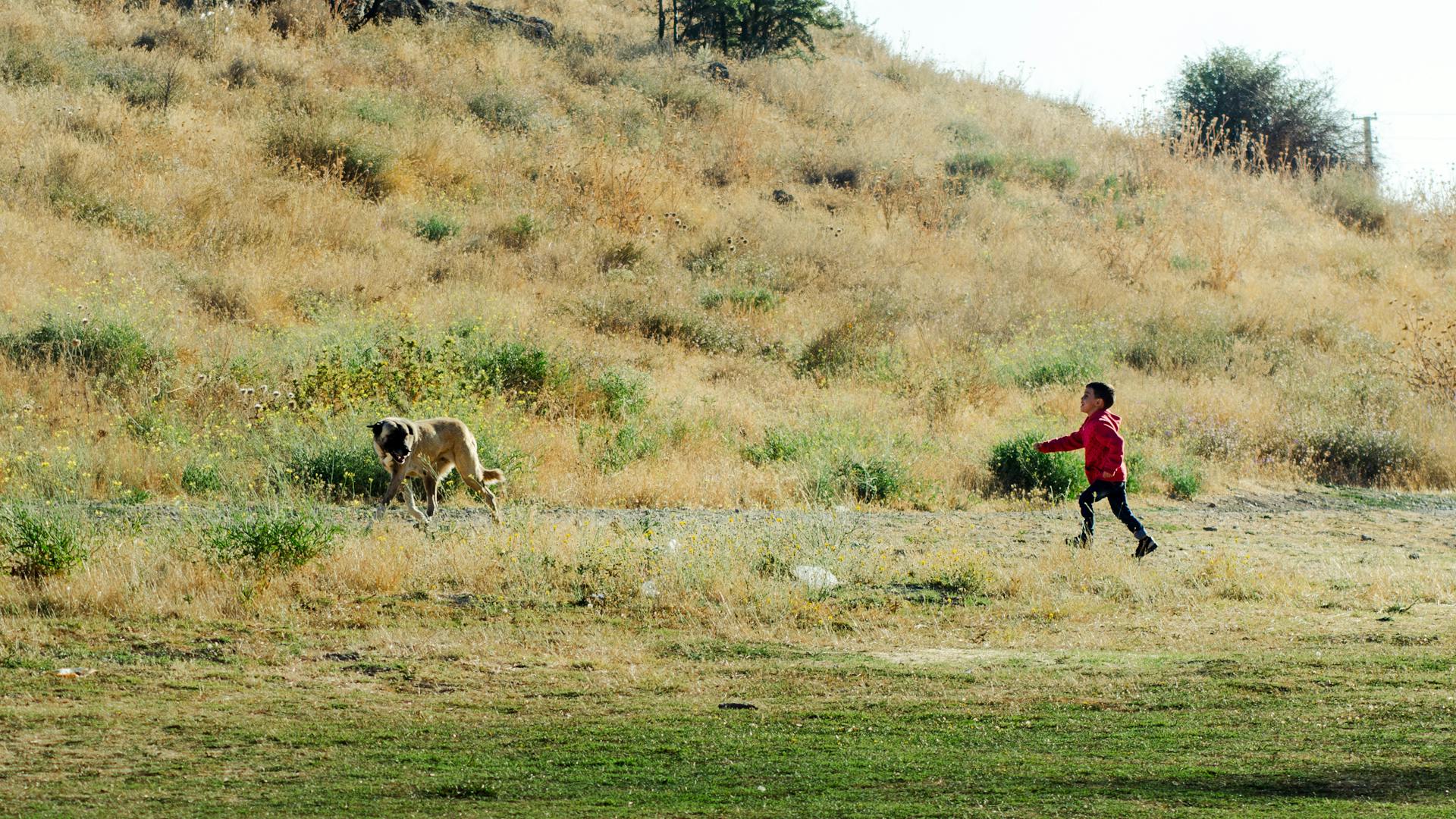 Child Playing with a Dog