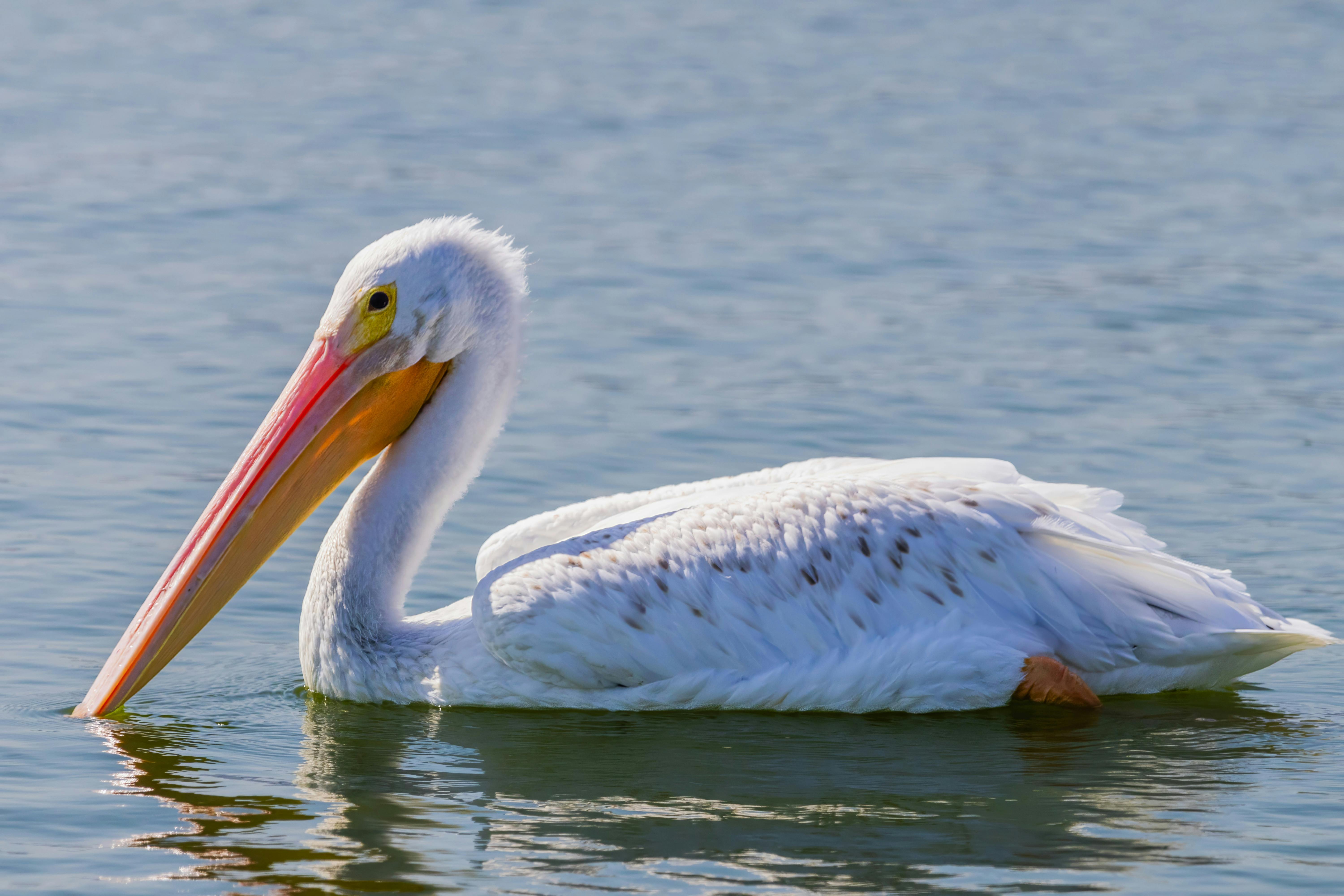 A Pelican by a Sea ·