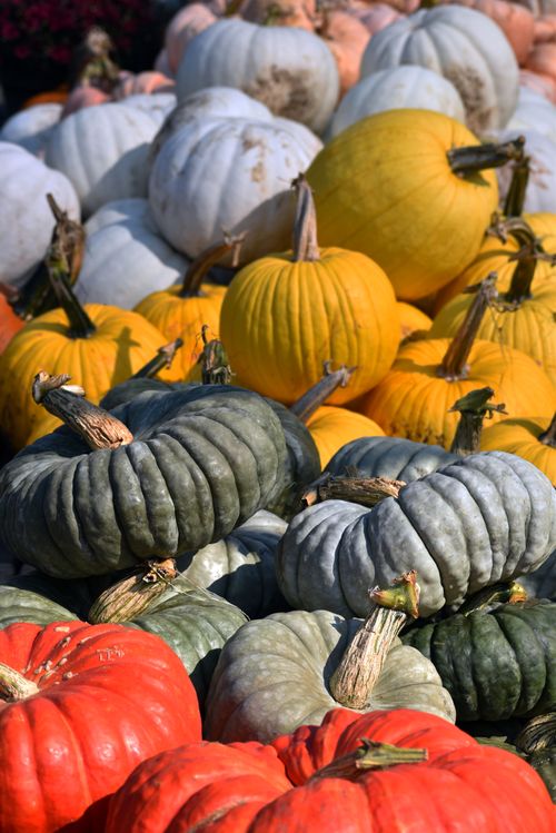 Free Vibrant pumpkins of various colors at an outdoor autumn market. Stock Photo