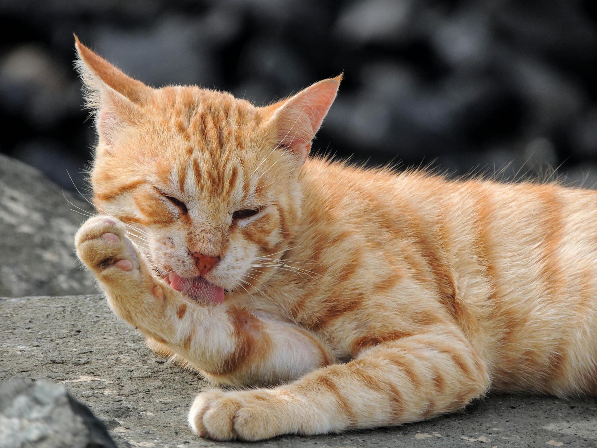 Close-up of a Ginger Kitten Lying and Licking Its Paw