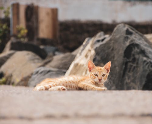 Close-up of a Ginger Kitten Lying on the Ground