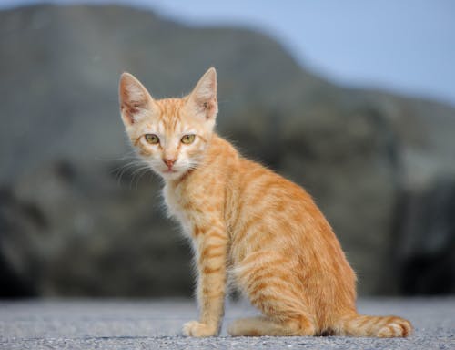 Close-up of a Ginger Kitten Sitting on the Ground