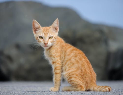 Gratis stockfoto met buiten, detailopname, dierenfotografie