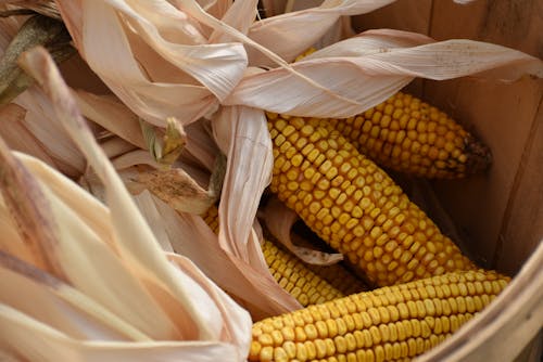 Corn Cobs in Box 