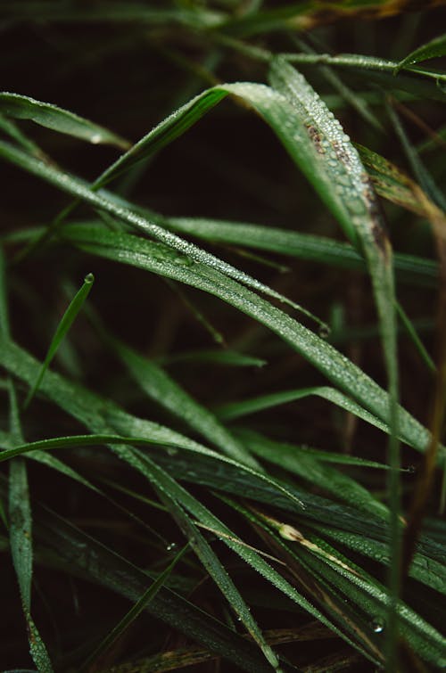 Dew on Blades of Grass 