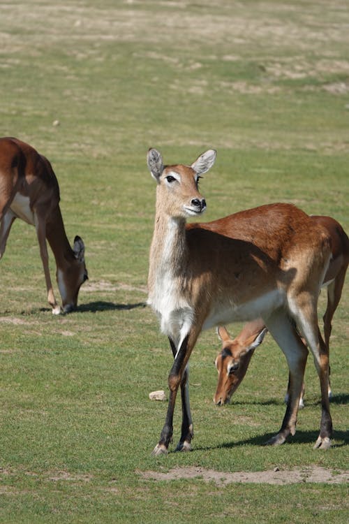 Impala Antelopes in Nature