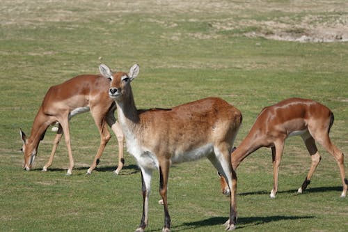 Impala Antelopes in Nature