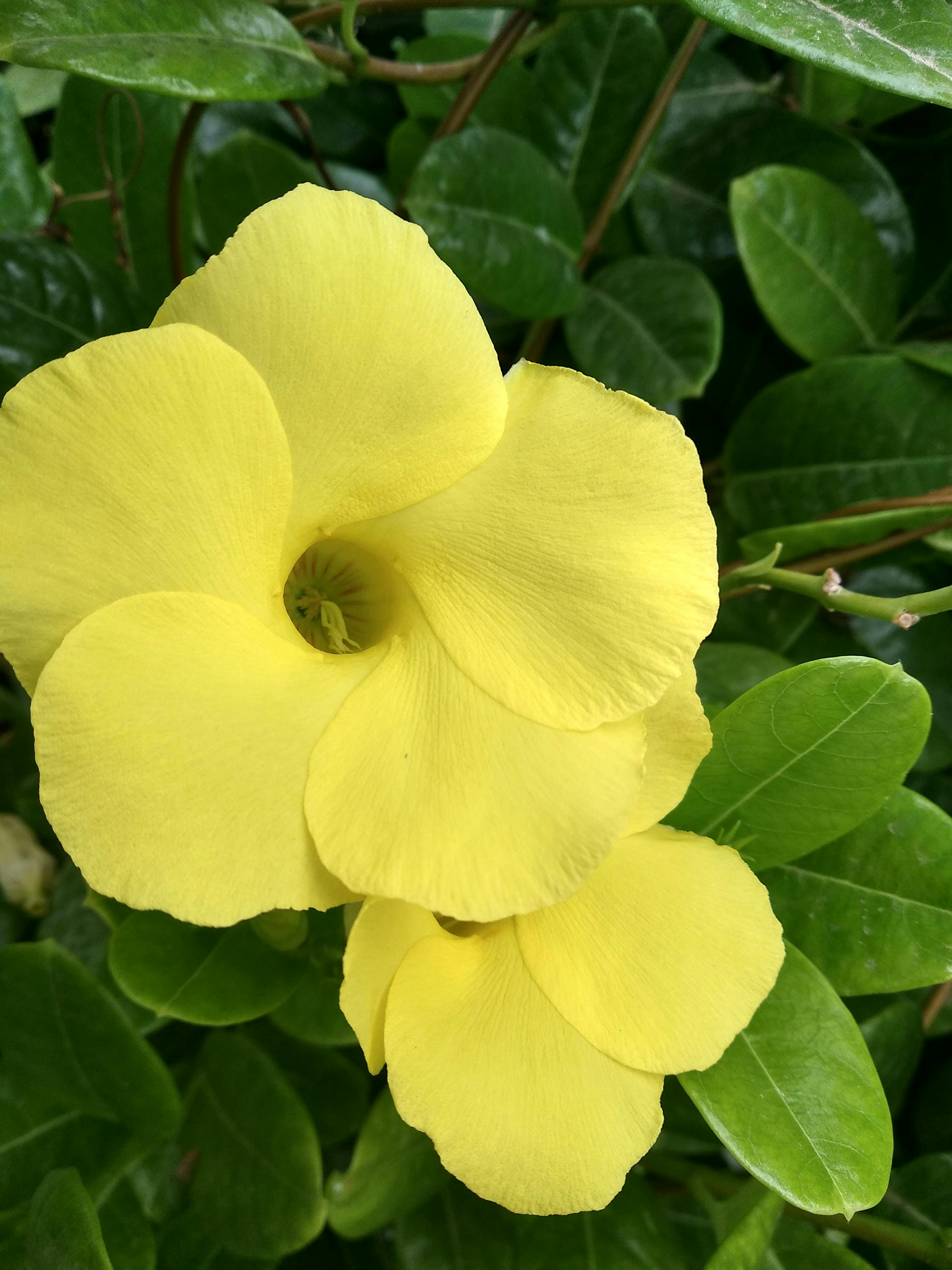 Foto Stok Gratis Tentang Bagus Bunga Kuning Bunga Yang Indah