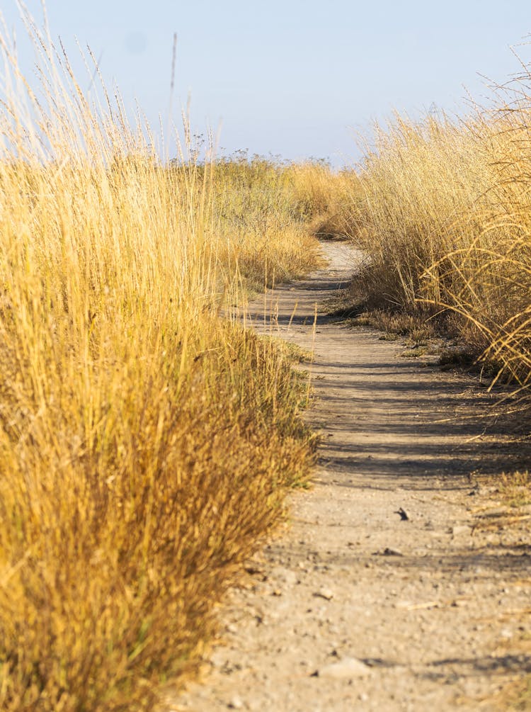 Path On A Hill