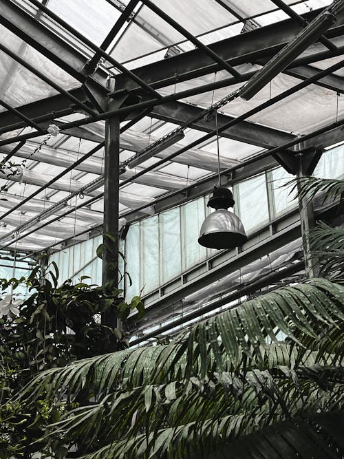 Kostenloses Stock Foto zu blätter, botanischer garten, gewächshaus