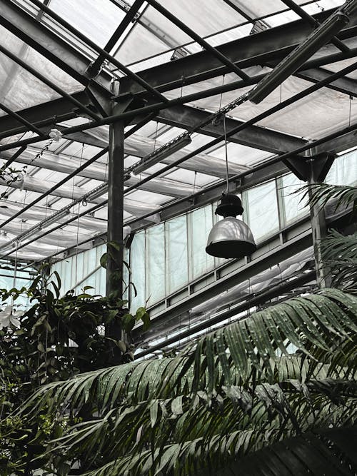 Plants in the Greenhouse