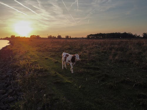 갈색 소, 네덜란드, 네덜란드 소의 무료 스톡 사진