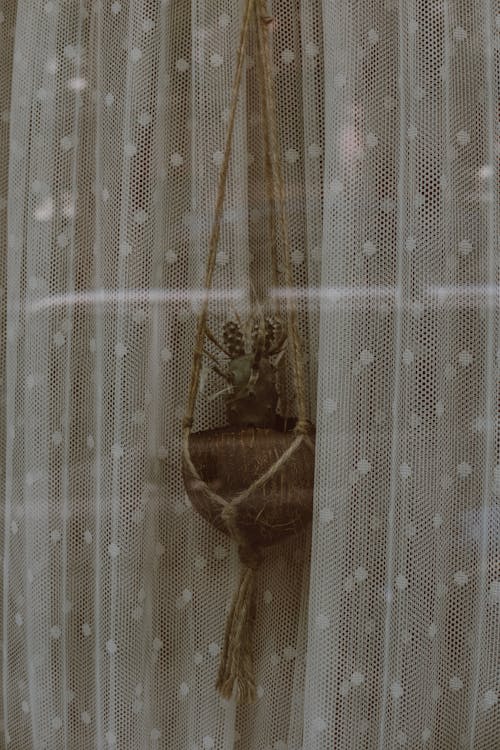 Curtain and Cactus in Window