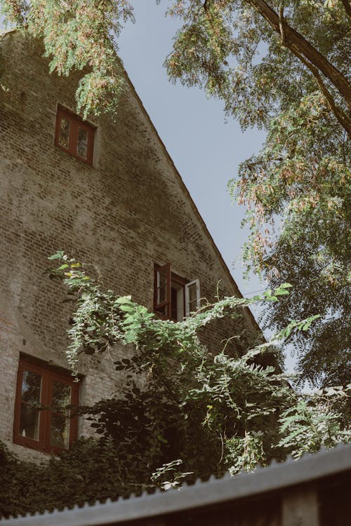 Photos gratuites de arbre, contre-plongée, extérieur de bâtiment