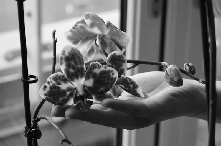 Hand Holding Flowers